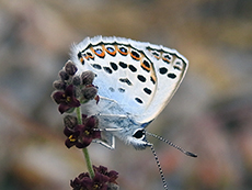 Niña hocecillas Lycaena